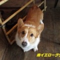 株式会社　イエローグラス